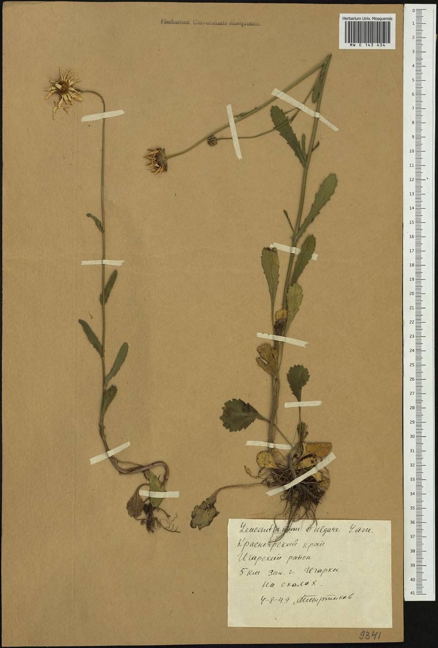 Leucanthemum vulgare Lam., Siberia, Central Siberia (S3) (Russia)