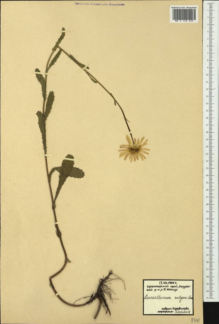 Leucanthemum vulgare Lam., Siberia, Central Siberia (S3) (Russia)