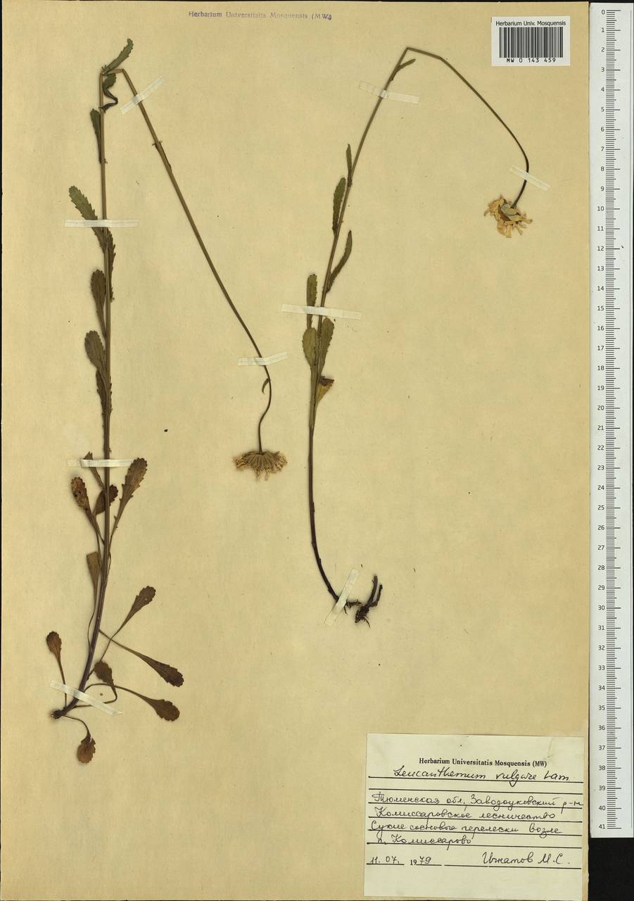 Leucanthemum vulgare Lam., Siberia, Western Siberia (S1) (Russia)