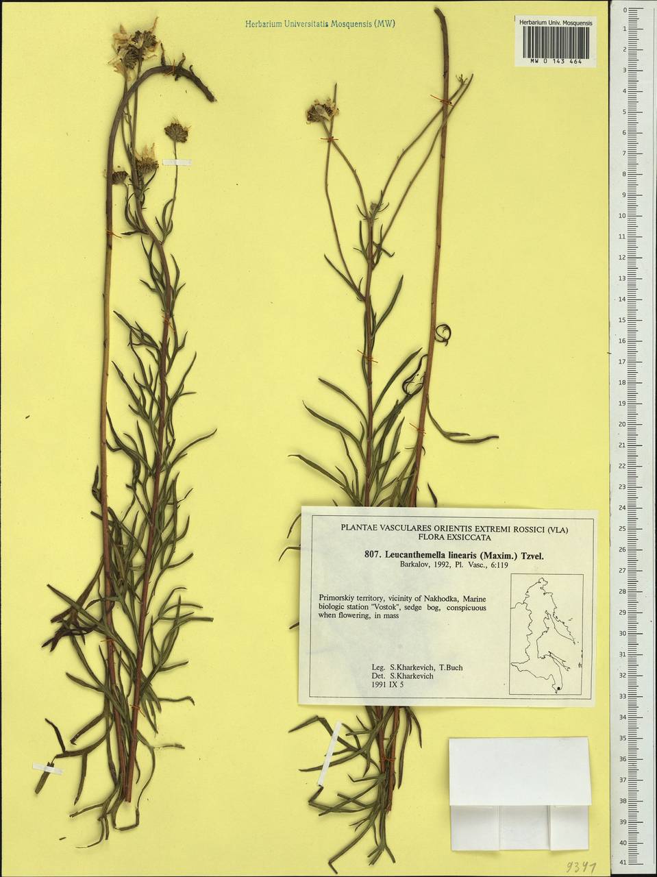Leucanthemella linearis (Matsum.) Tzvelev, Siberia, Russian Far East (S6) (Russia)