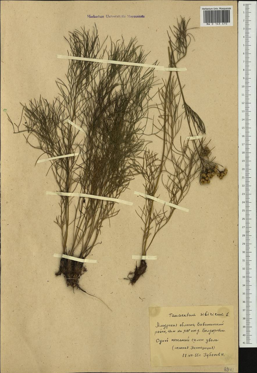 Filifolium sibiricum (L.) Kitam., Siberia, Russian Far East (S6) (Russia)