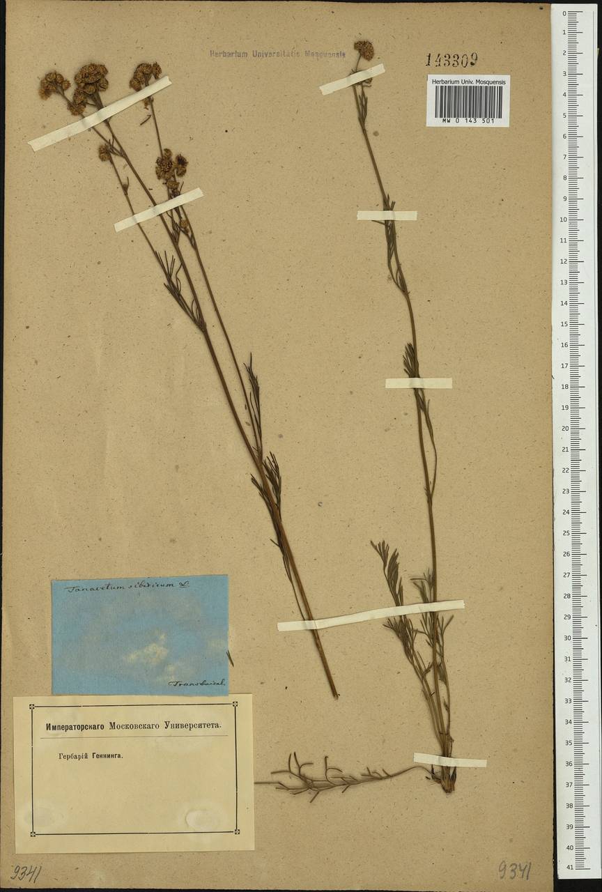 Filifolium sibiricum (L.) Kitam., Siberia, Baikal & Transbaikal region (S4) (Russia)