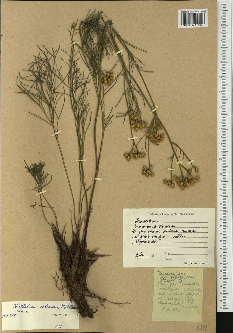 Filifolium sibiricum (L.) Kitam., Siberia, Baikal & Transbaikal region (S4) (Russia)