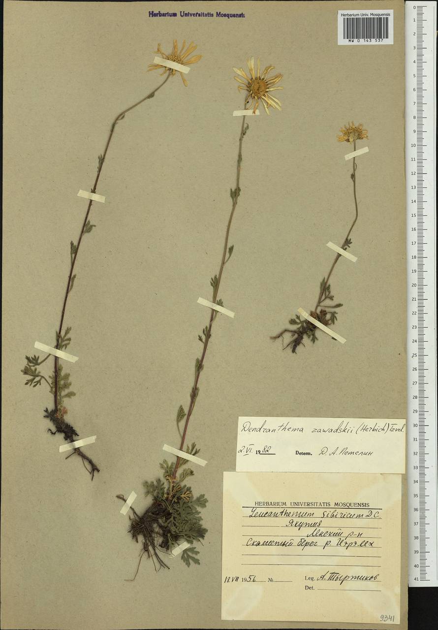 Chrysanthemum zawadskii subsp. zawadskii, Siberia, Yakutia (S5) (Russia)