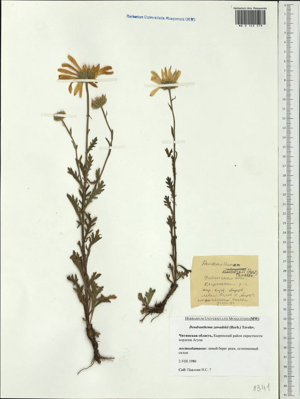Chrysanthemum zawadskii subsp. zawadskii, Siberia, Baikal & Transbaikal region (S4) (Russia)