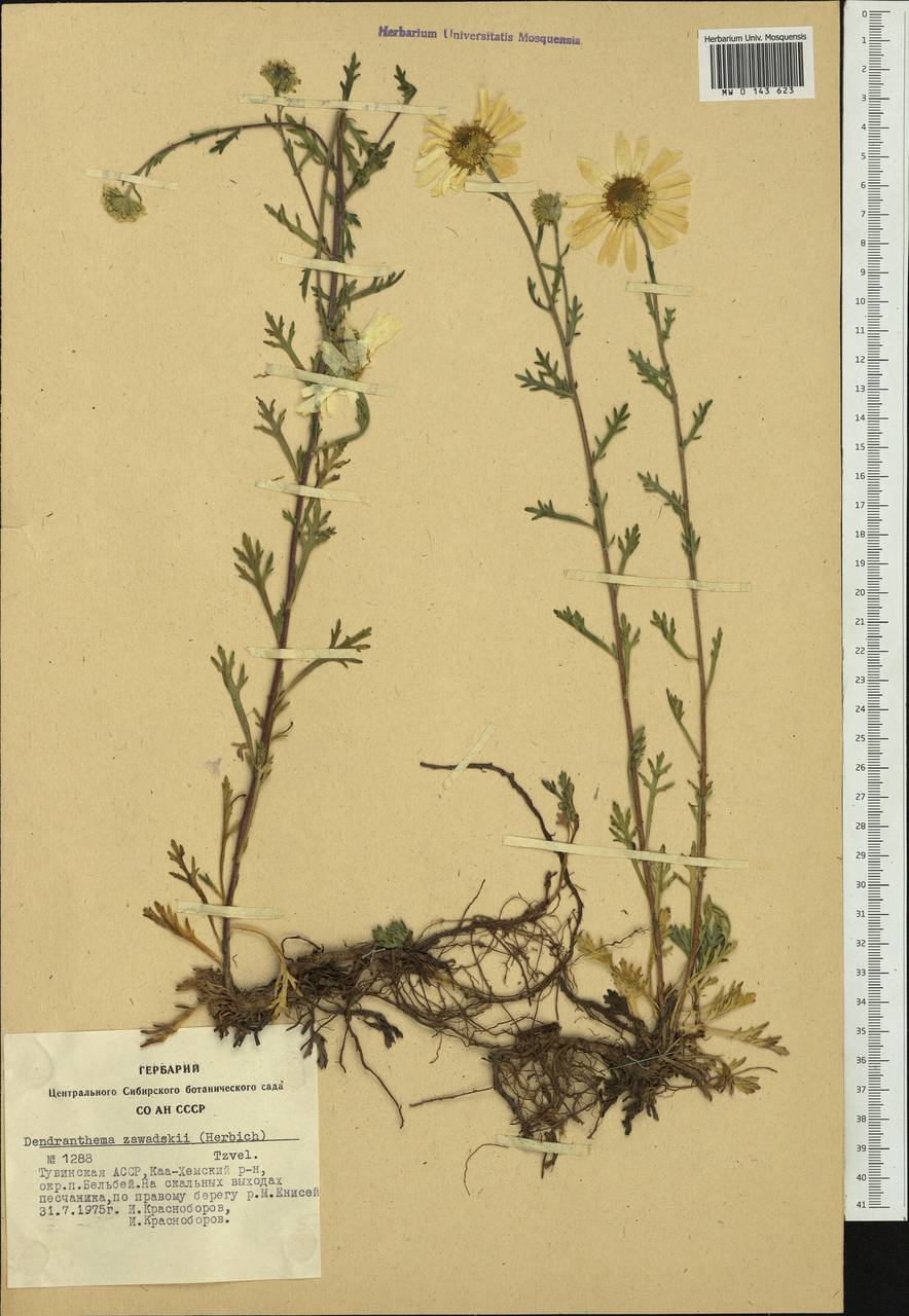 Chrysanthemum zawadskii subsp. zawadskii, Siberia, Altai & Sayany Mountains (S2) (Russia)