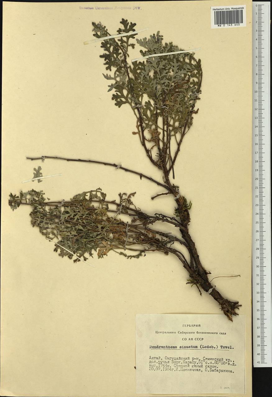 Chrysanthemum sinuatum Ledeb., Siberia, Altai & Sayany Mountains (S2) (Russia)