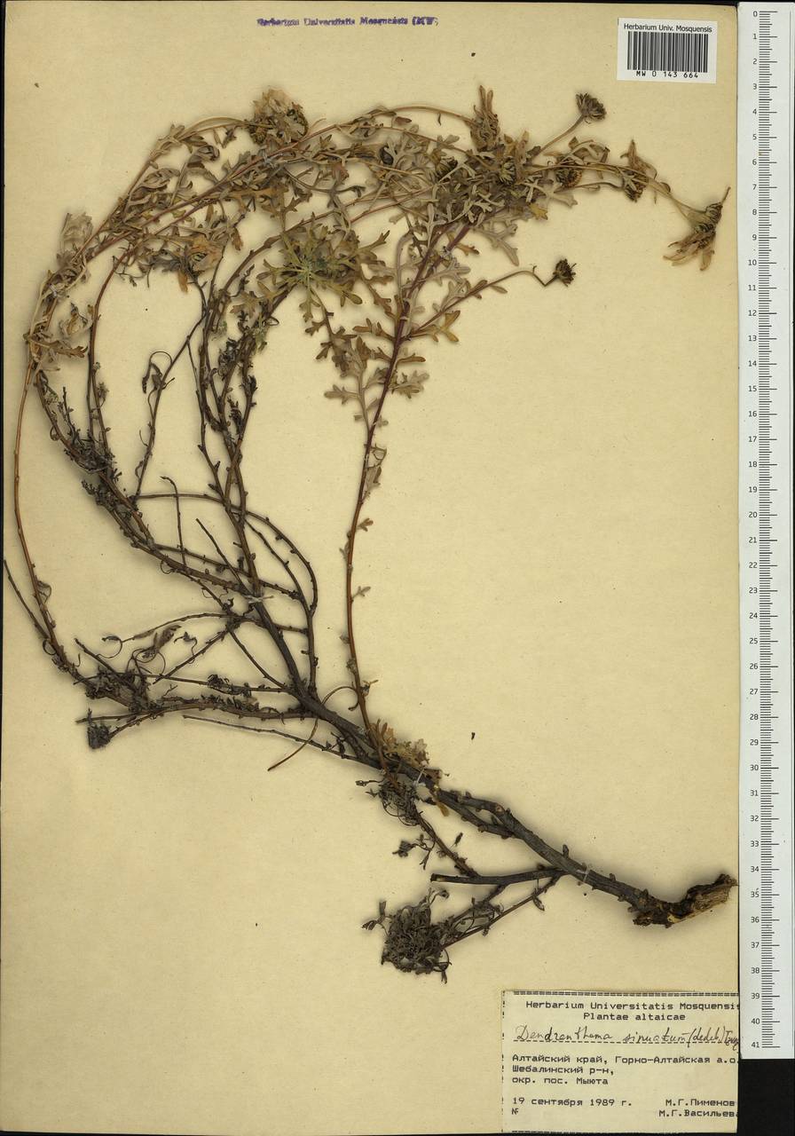 Chrysanthemum sinuatum Ledeb., Siberia, Altai & Sayany Mountains (S2) (Russia)