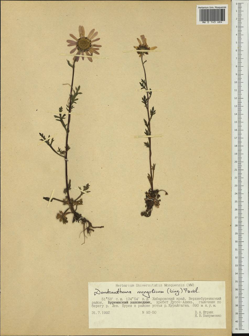 Chrysanthemum mongolicum Y. Ling, Siberia, Russian Far East (S6) (Russia)