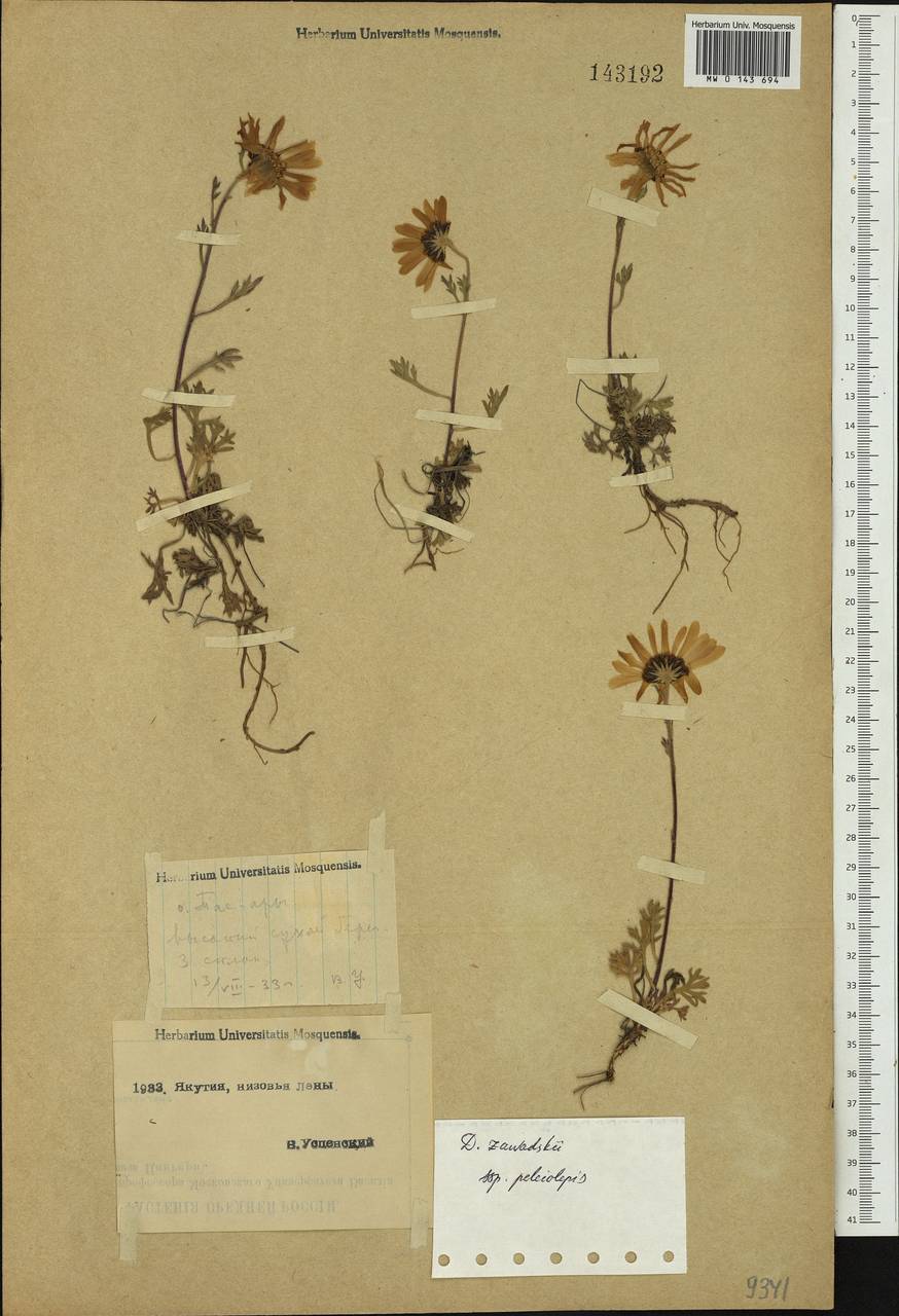 Chrysanthemum mongolicum Y. Ling, Siberia, Yakutia (S5) (Russia)