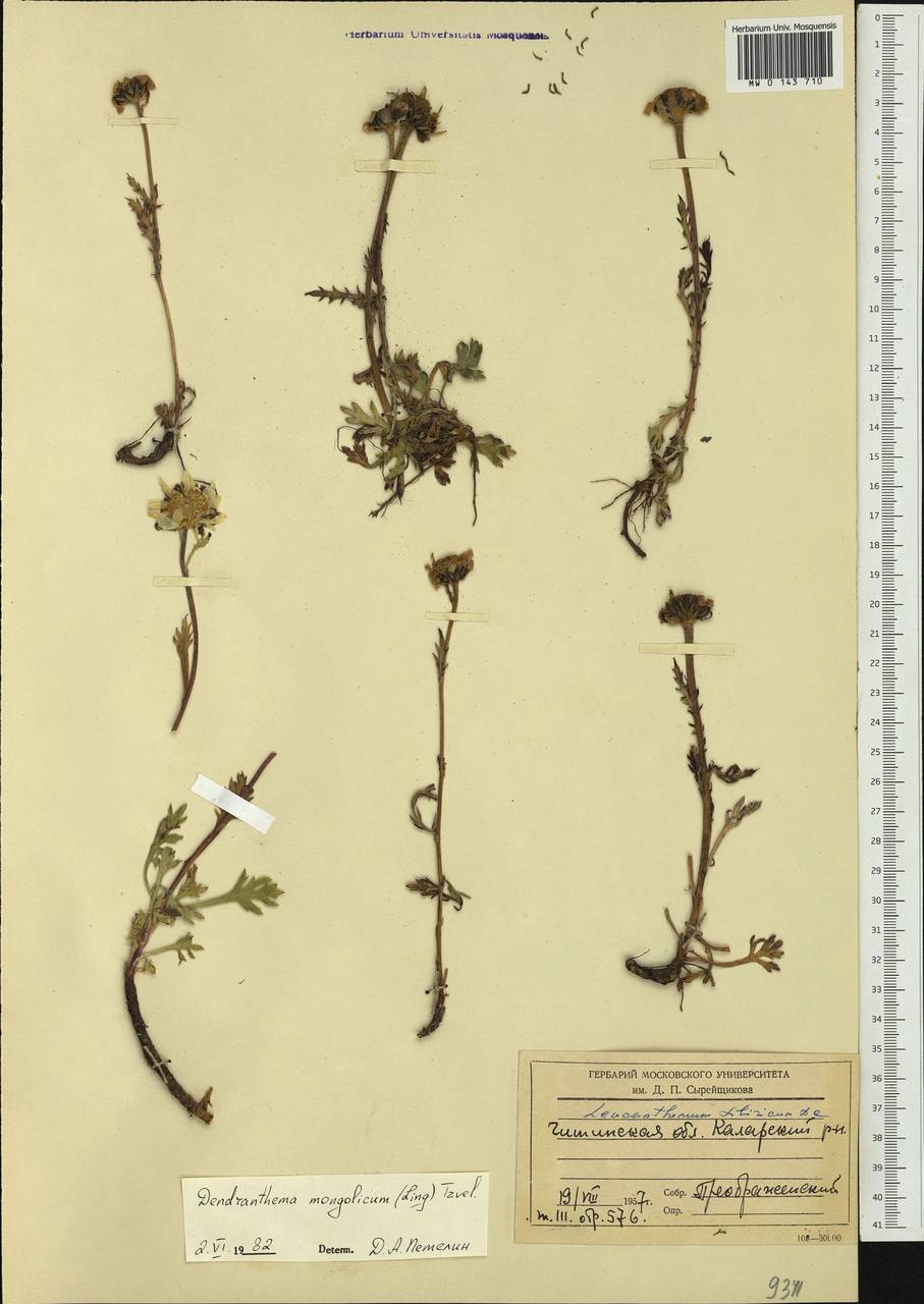 Chrysanthemum mongolicum Y. Ling, Siberia, Baikal & Transbaikal region (S4) (Russia)