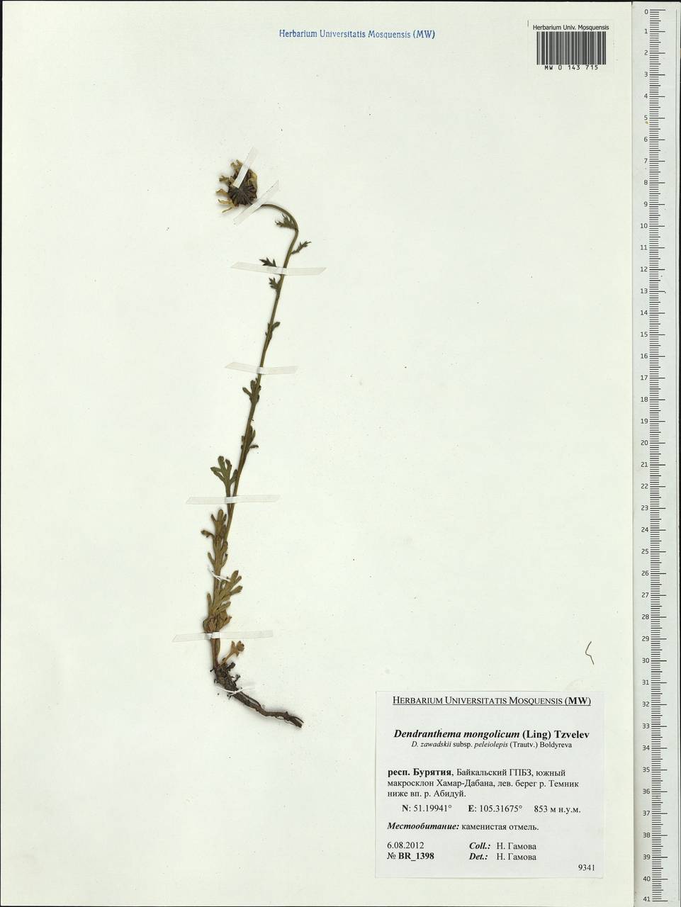 Chrysanthemum mongolicum Y. Ling, Siberia, Baikal & Transbaikal region (S4) (Russia)