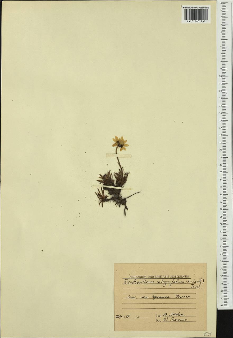 Arctanthemum integrifolium (Richards.) Tzvelev, Siberia, Chukotka & Kamchatka (S7) (Russia)