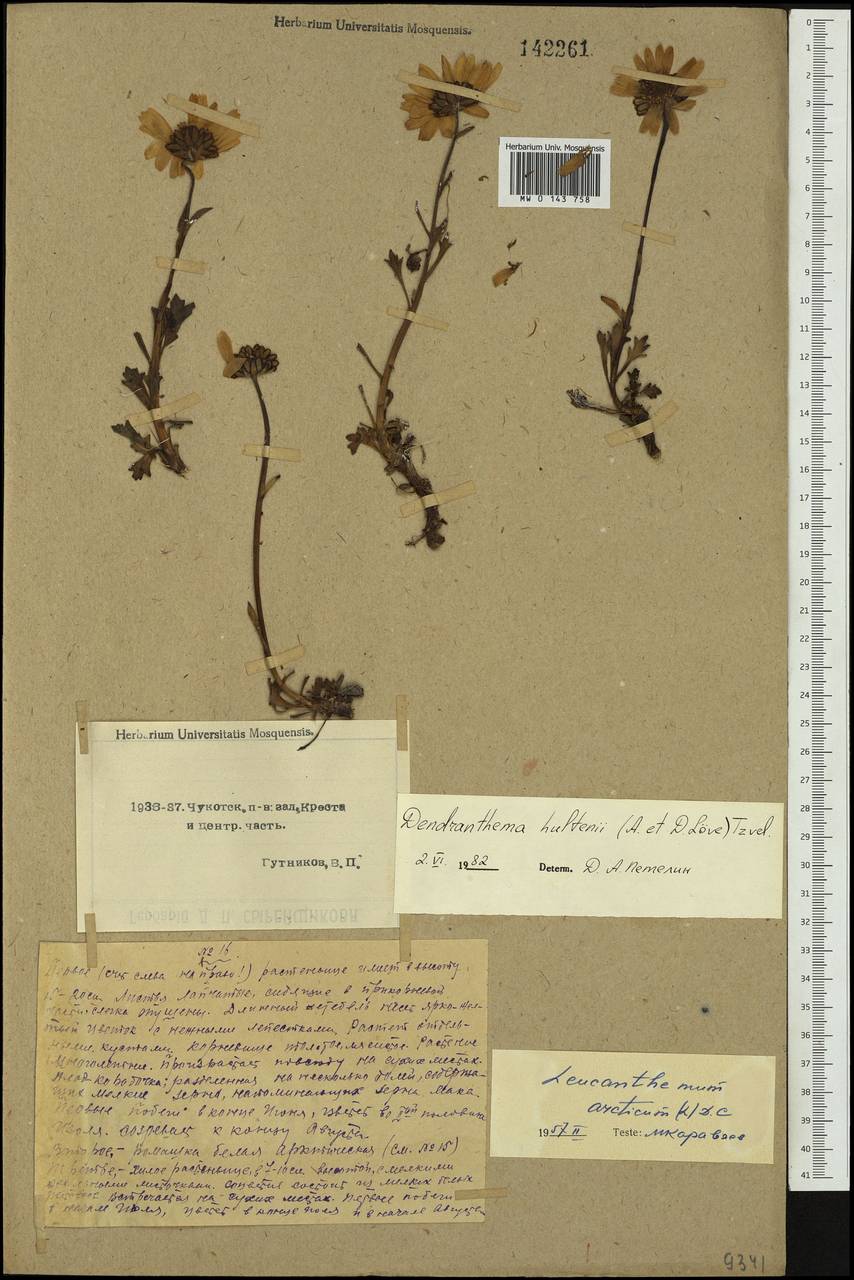 Arctanthemum arcticum subsp. polare (Hultén) Tzvelev, Siberia, Chukotka & Kamchatka (S7) (Russia)
