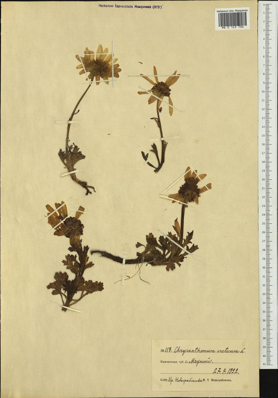 Arctanthemum arcticum (L.) Tzvelev, Siberia, Chukotka & Kamchatka (S7) (Russia)