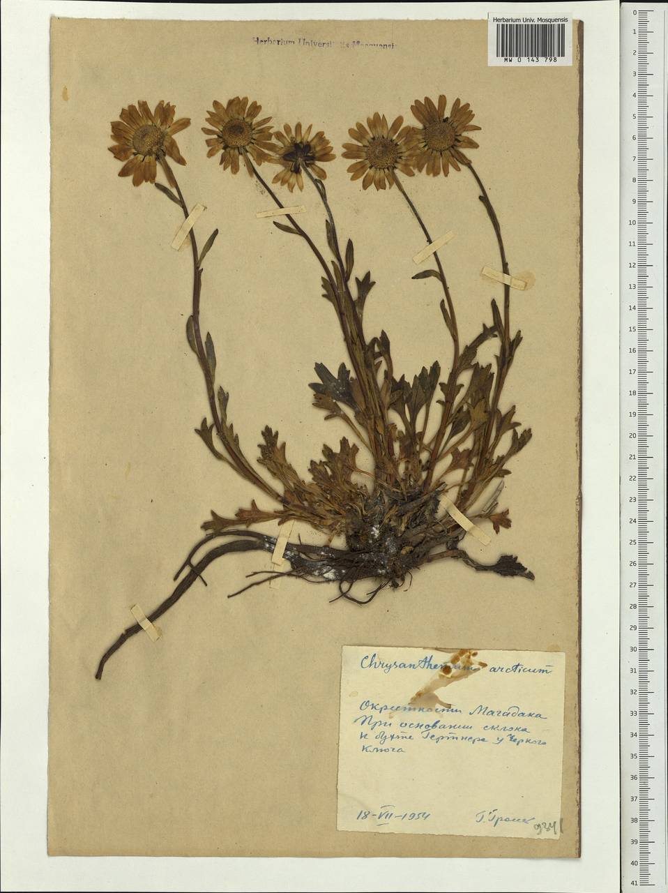 Arctanthemum arcticum (L.) Tzvelev, Siberia, Chukotka & Kamchatka (S7) (Russia)