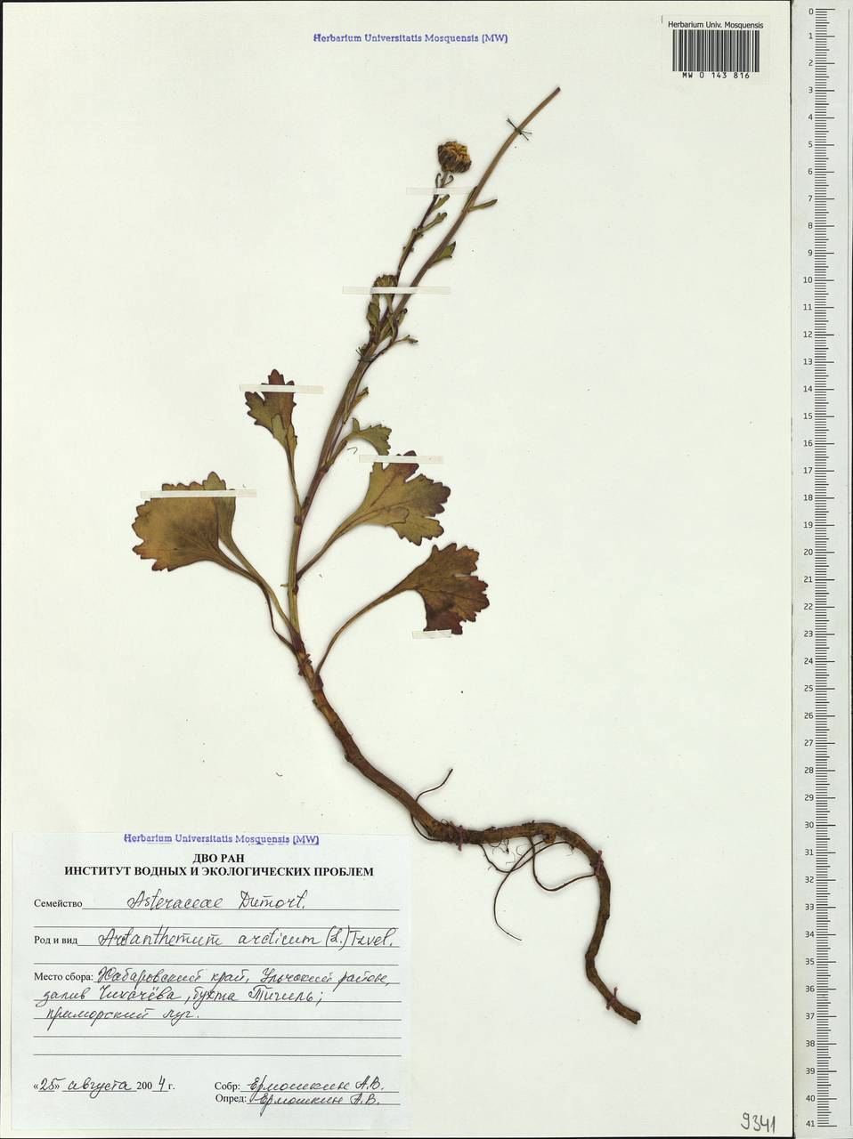 Arctanthemum arcticum (L.) Tzvelev, Siberia, Russian Far East (S6) (Russia)