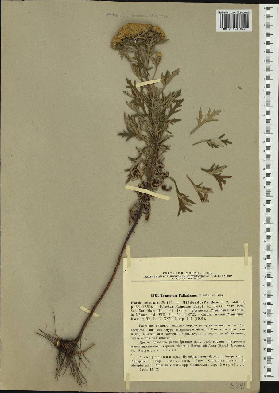 Ajania pallasiana (Fisch. ex Besser) Poljakov, Siberia, Russian Far East (S6) (Russia)