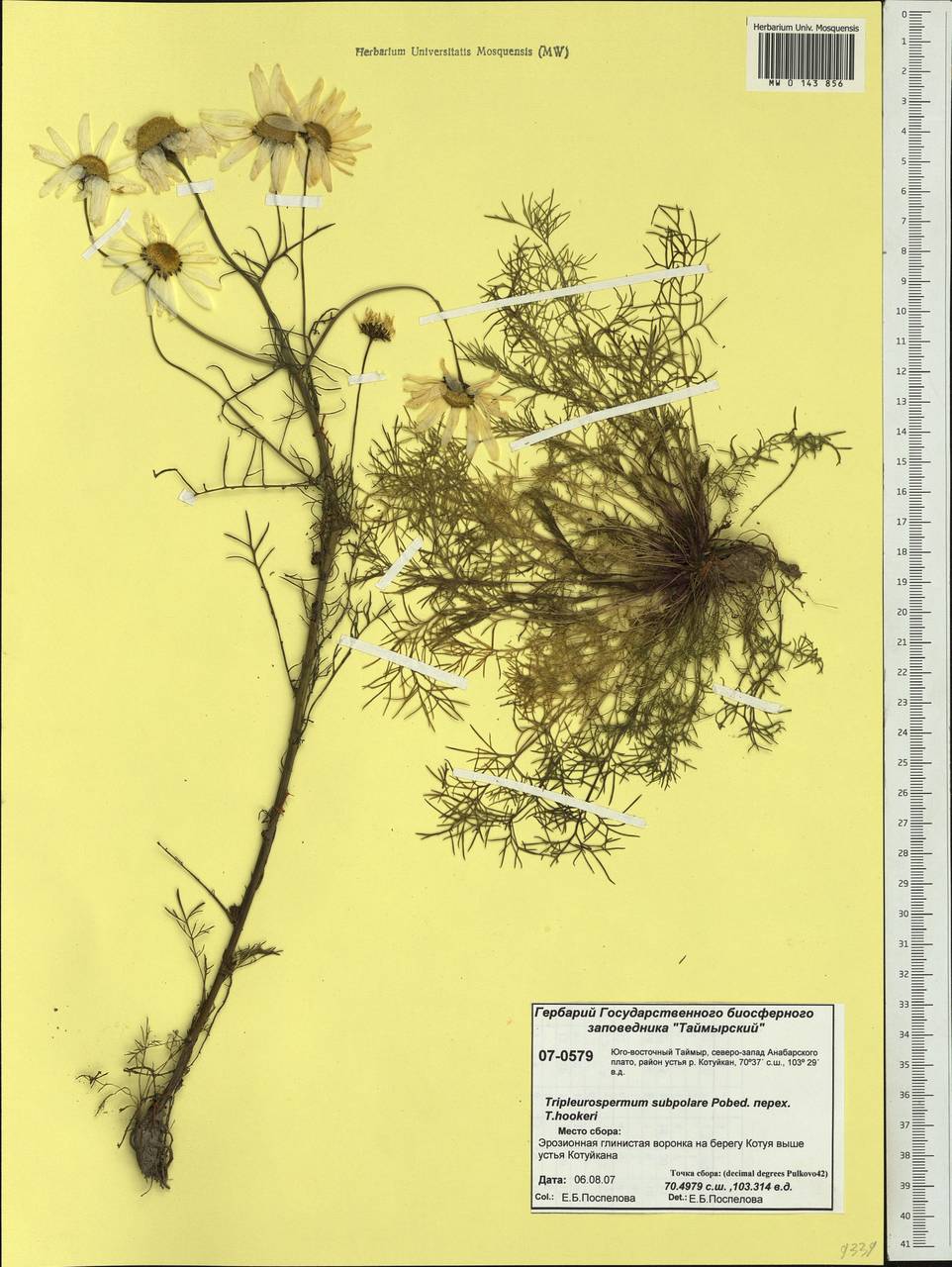 Tripleurospermum subpolare Pobed., Siberia, Central Siberia (S3) (Russia)