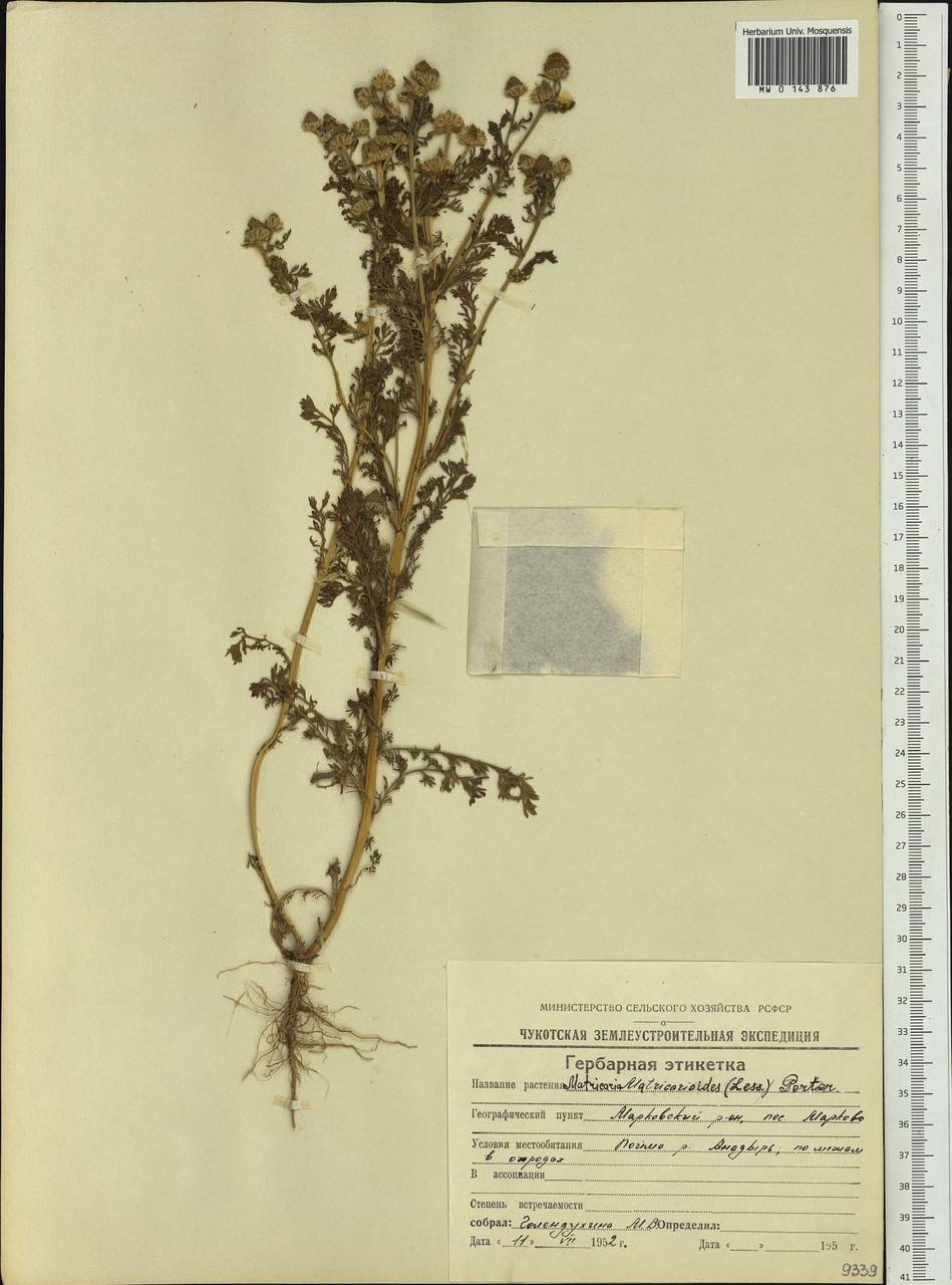 Matricaria discoidea DC., Siberia, Chukotka & Kamchatka (S7) (Russia)