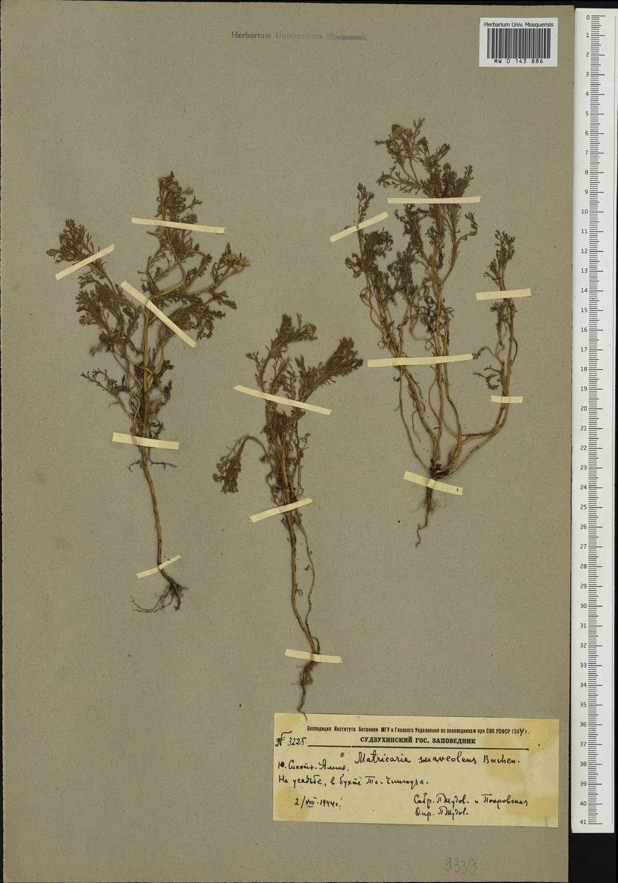 Matricaria discoidea DC., Siberia, Russian Far East (S6) (Russia)