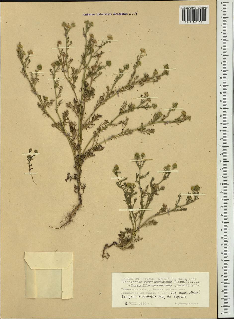 Matricaria discoidea DC., Siberia, Western Siberia (S1) (Russia)
