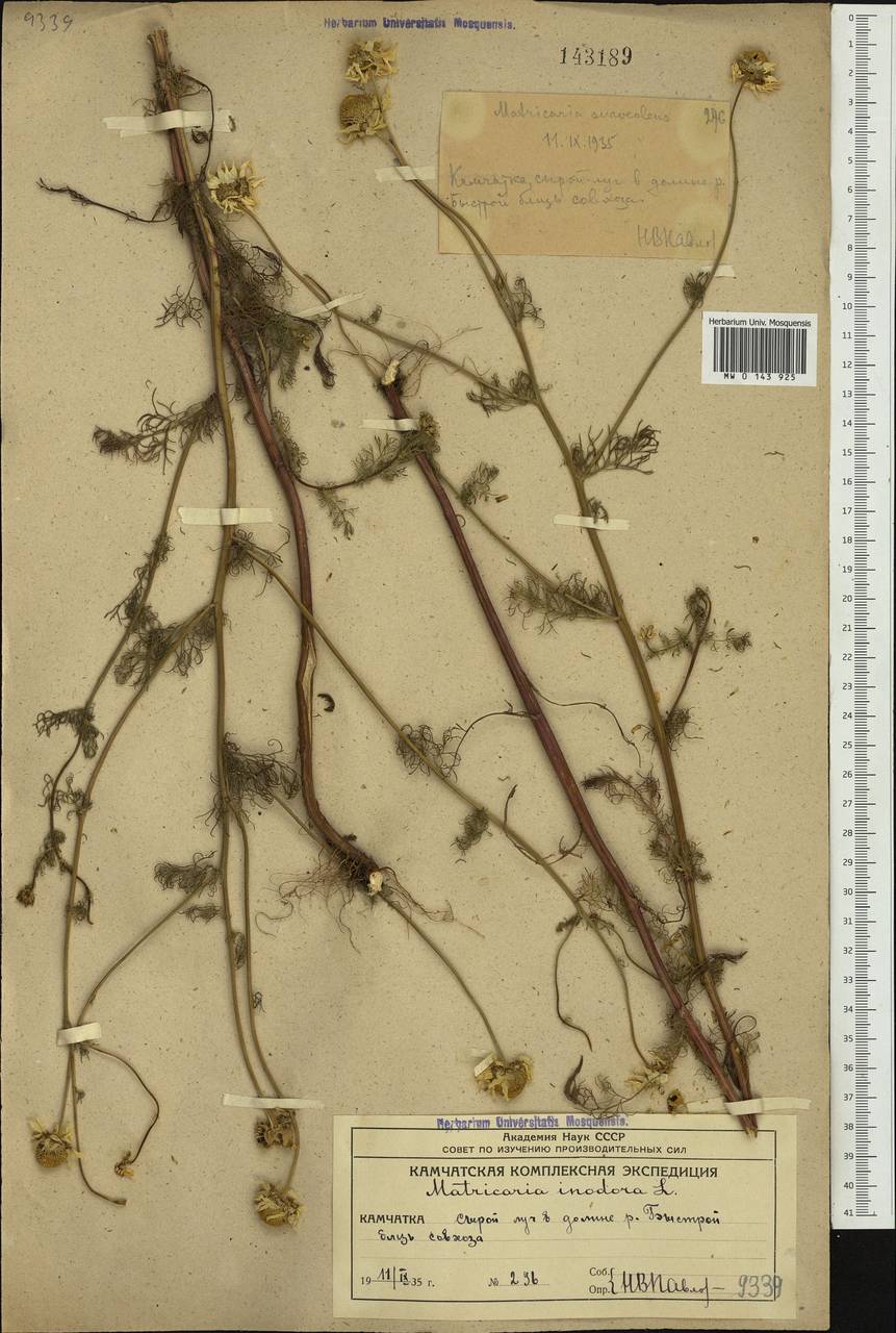 Tripleurospermum inodorum (L.) Sch.-Bip, Siberia, Chukotka & Kamchatka (S7) (Russia)