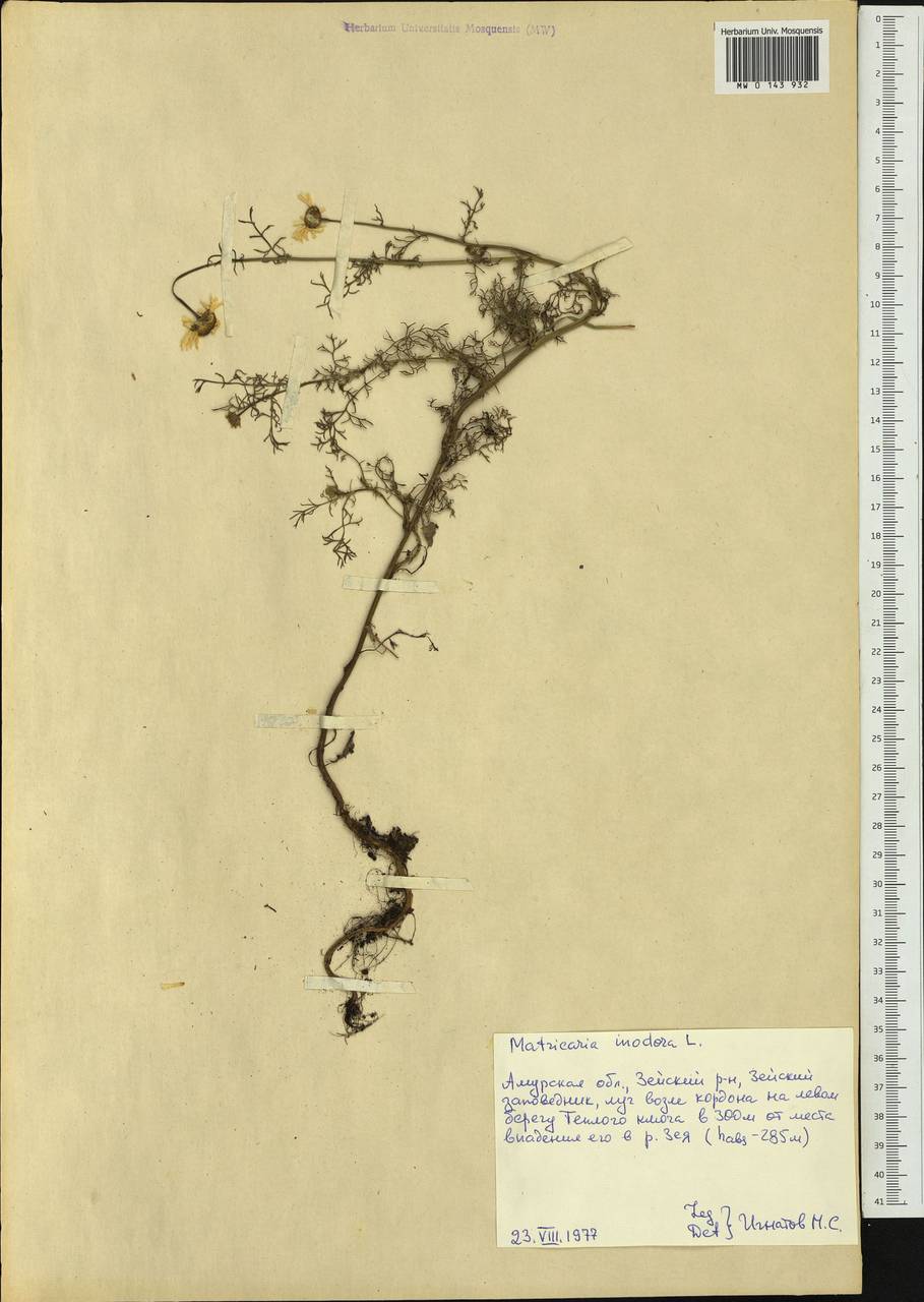 Tripleurospermum inodorum (L.) Sch.-Bip, Siberia, Russian Far East (S6) (Russia)