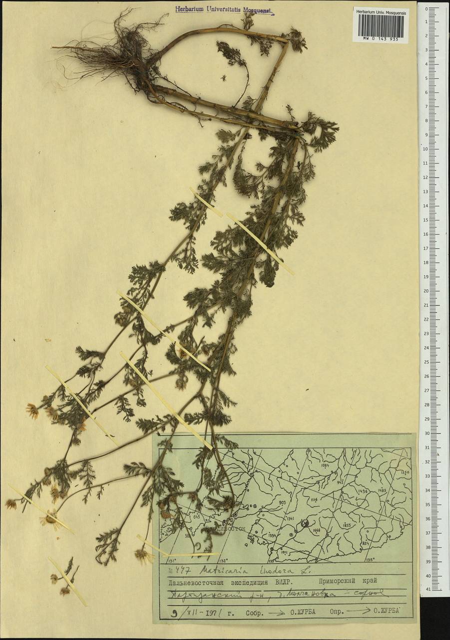 Tripleurospermum inodorum (L.) Sch.-Bip, Siberia, Russian Far East (S6) (Russia)