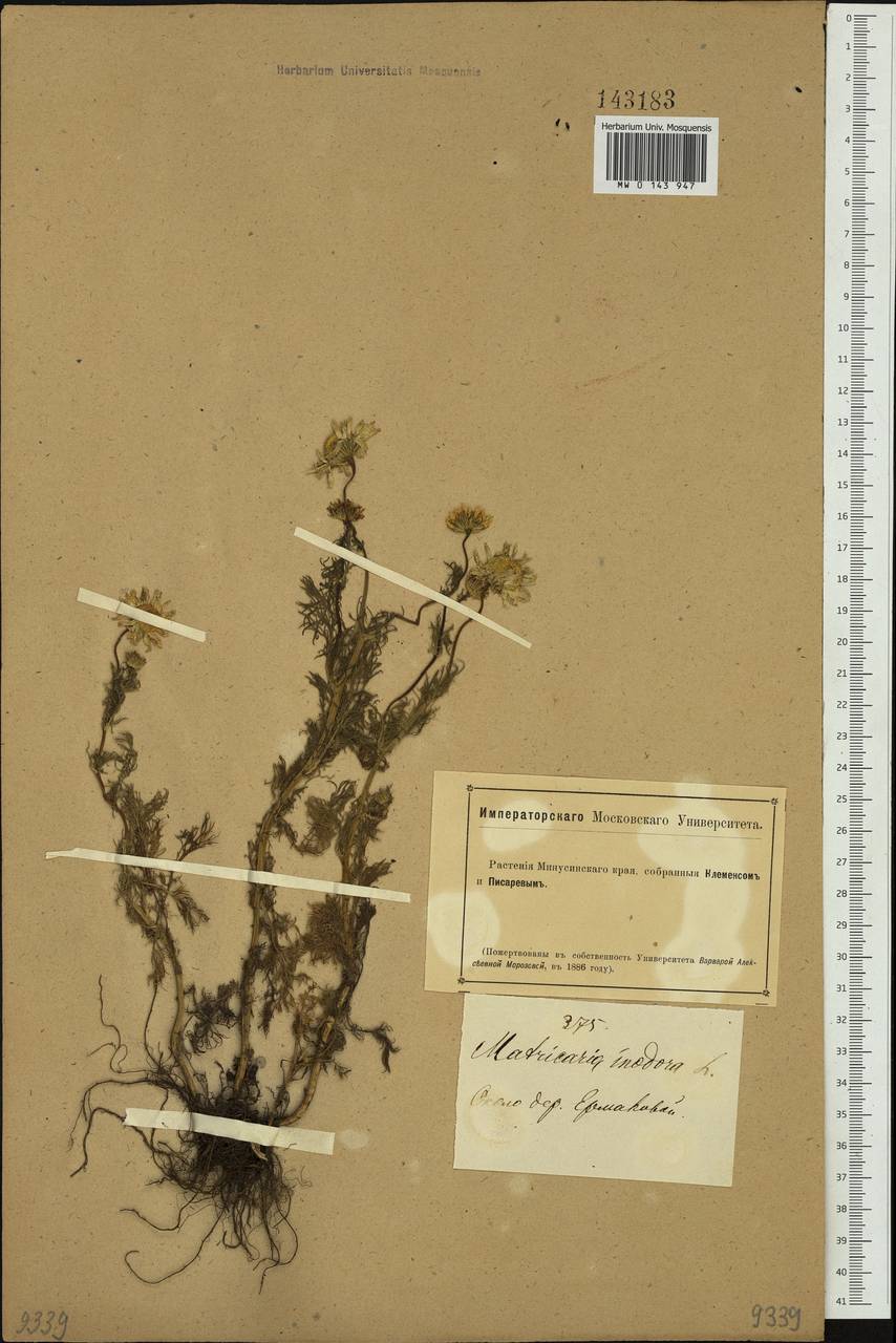 Tripleurospermum inodorum (L.) Sch.-Bip, Siberia, Altai & Sayany Mountains (S2) (Russia)