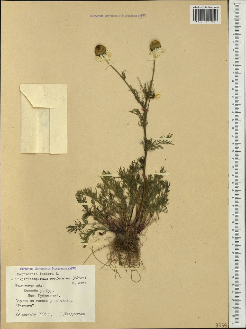 Tripleurospermum inodorum (L.) Sch.-Bip, Siberia, Western Siberia (S1) (Russia)