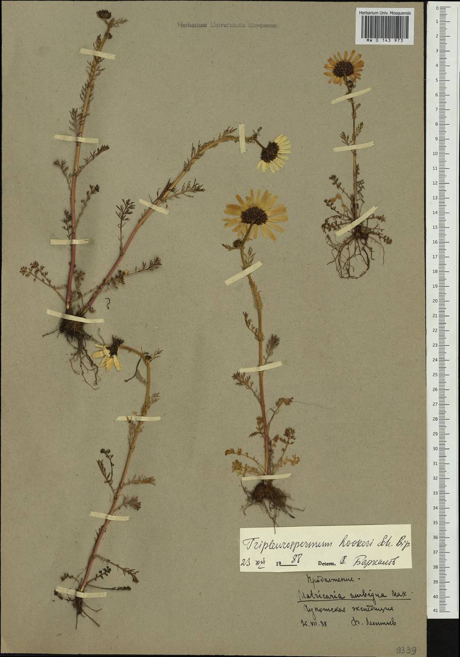 Tripleurospermum hookeri Sch. Bip., Siberia, Chukotka & Kamchatka (S7) (Russia)