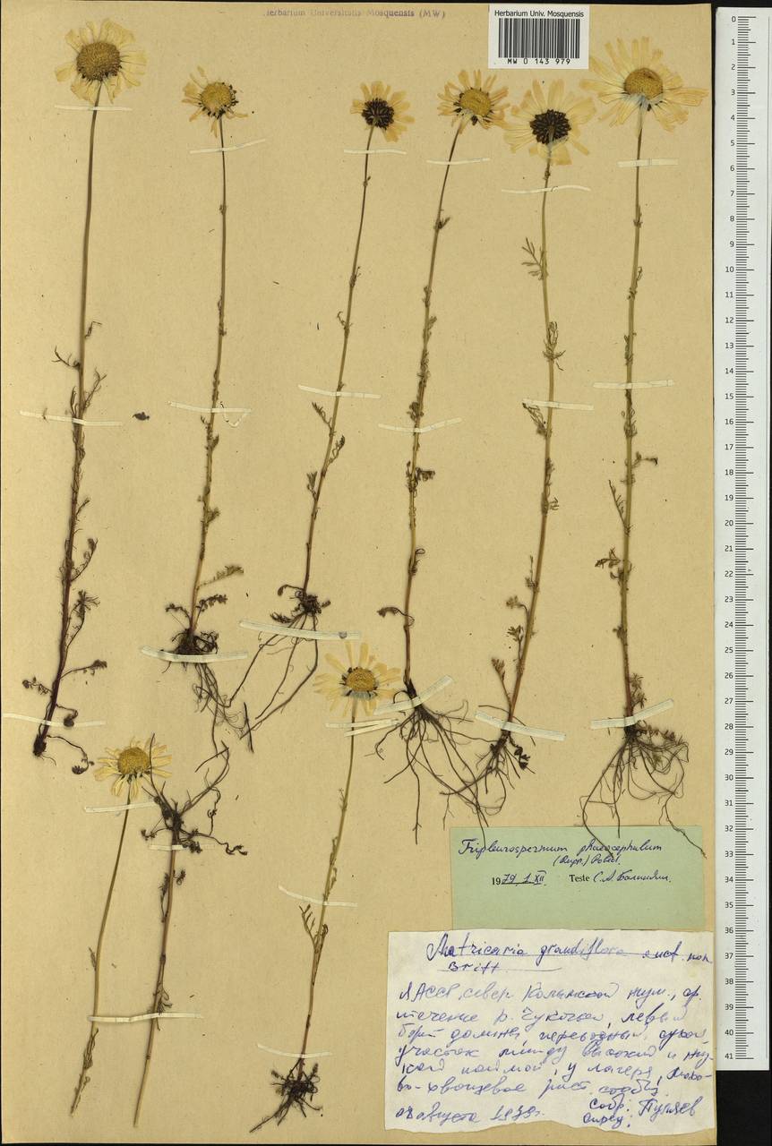 Tripleurospermum hookeri Sch. Bip., Siberia, Yakutia (S5) (Russia)