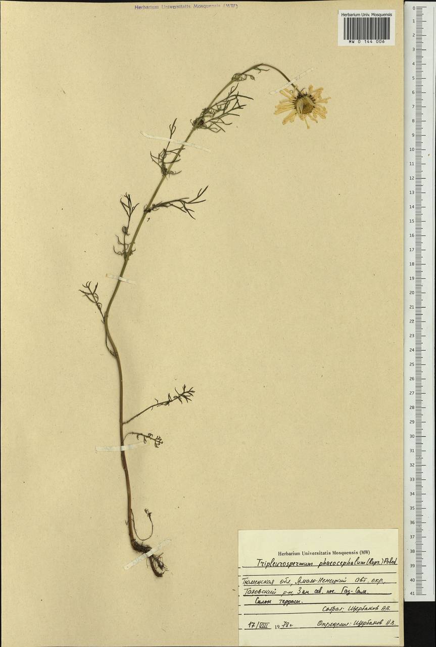 Tripleurospermum hookeri Sch. Bip., Siberia, Western Siberia (S1) (Russia)