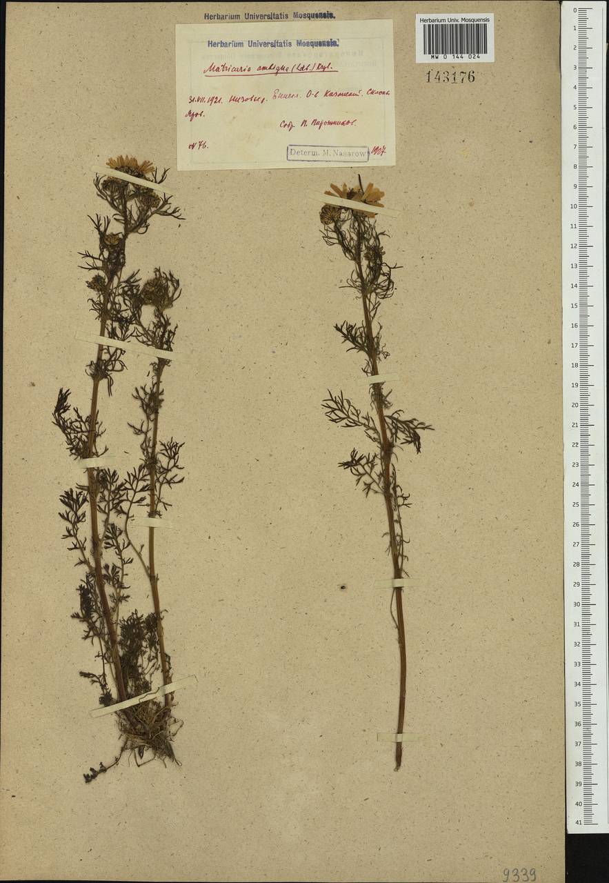 Tripleurospermum ambiguum (Ledeb.) Franch. & Sav., Siberia, Central Siberia (S3) (Russia)