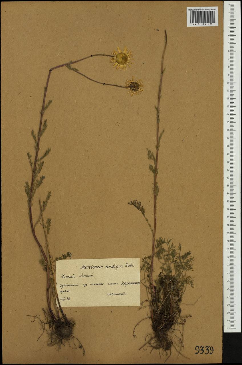 Tripleurospermum ambiguum (Ledeb.) Franch. & Sav., Siberia, Western (Kazakhstan) Altai Mountains (S2a) (Kazakhstan)