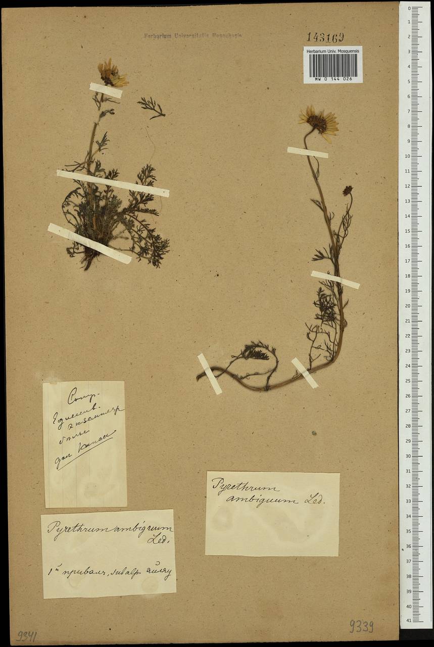 Tripleurospermum ambiguum (Ledeb.) Franch. & Sav., Siberia, Altai & Sayany Mountains (S2) (Russia)