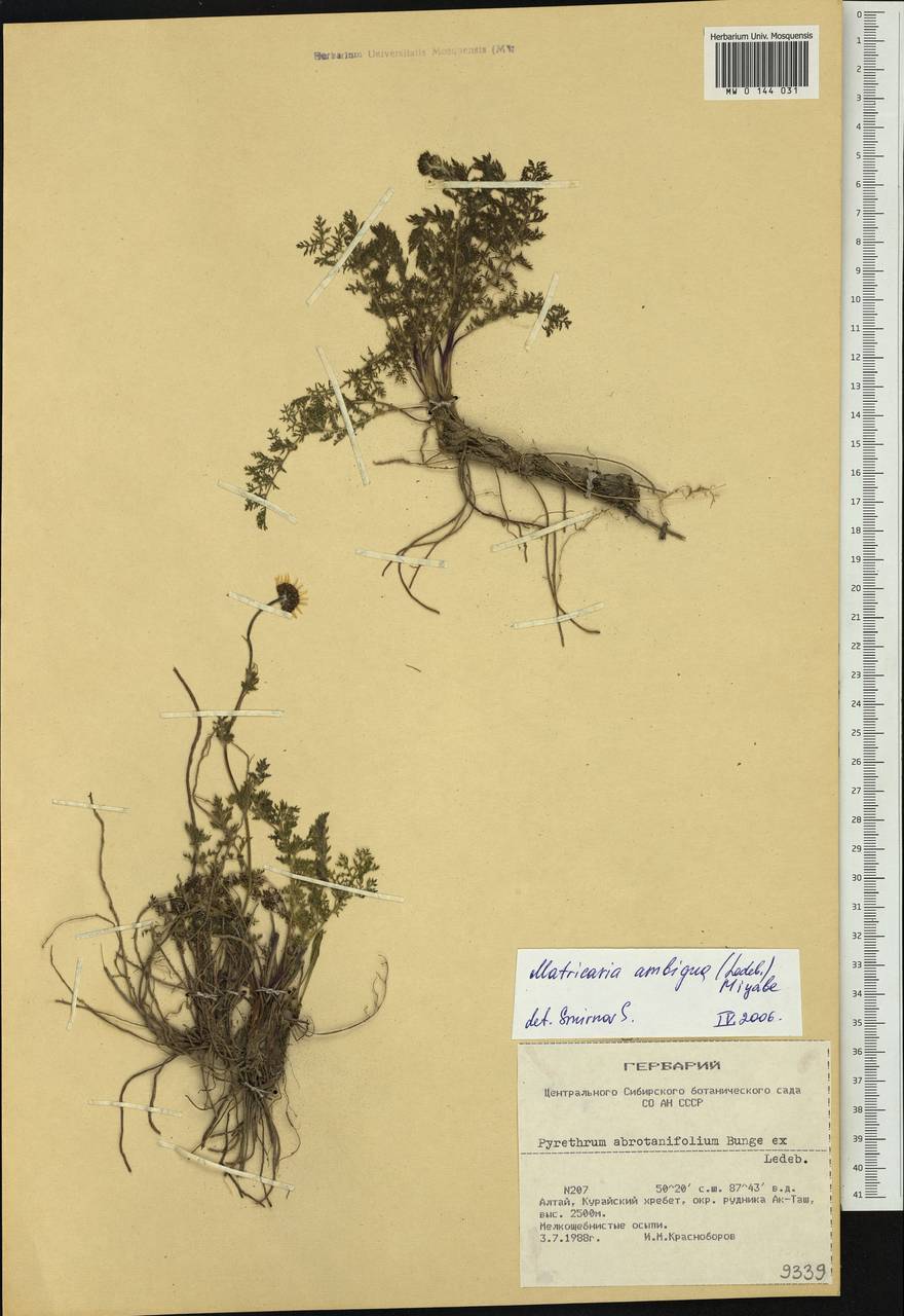 Tripleurospermum ambiguum (Ledeb.) Franch. & Sav., Siberia, Altai & Sayany Mountains (S2) (Russia)