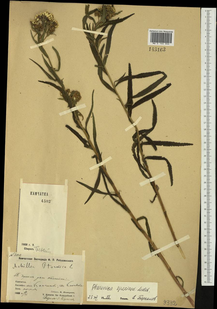 Achillea ptarmica subsp. ptarmica, Siberia, Chukotka & Kamchatka (S7) (Russia)