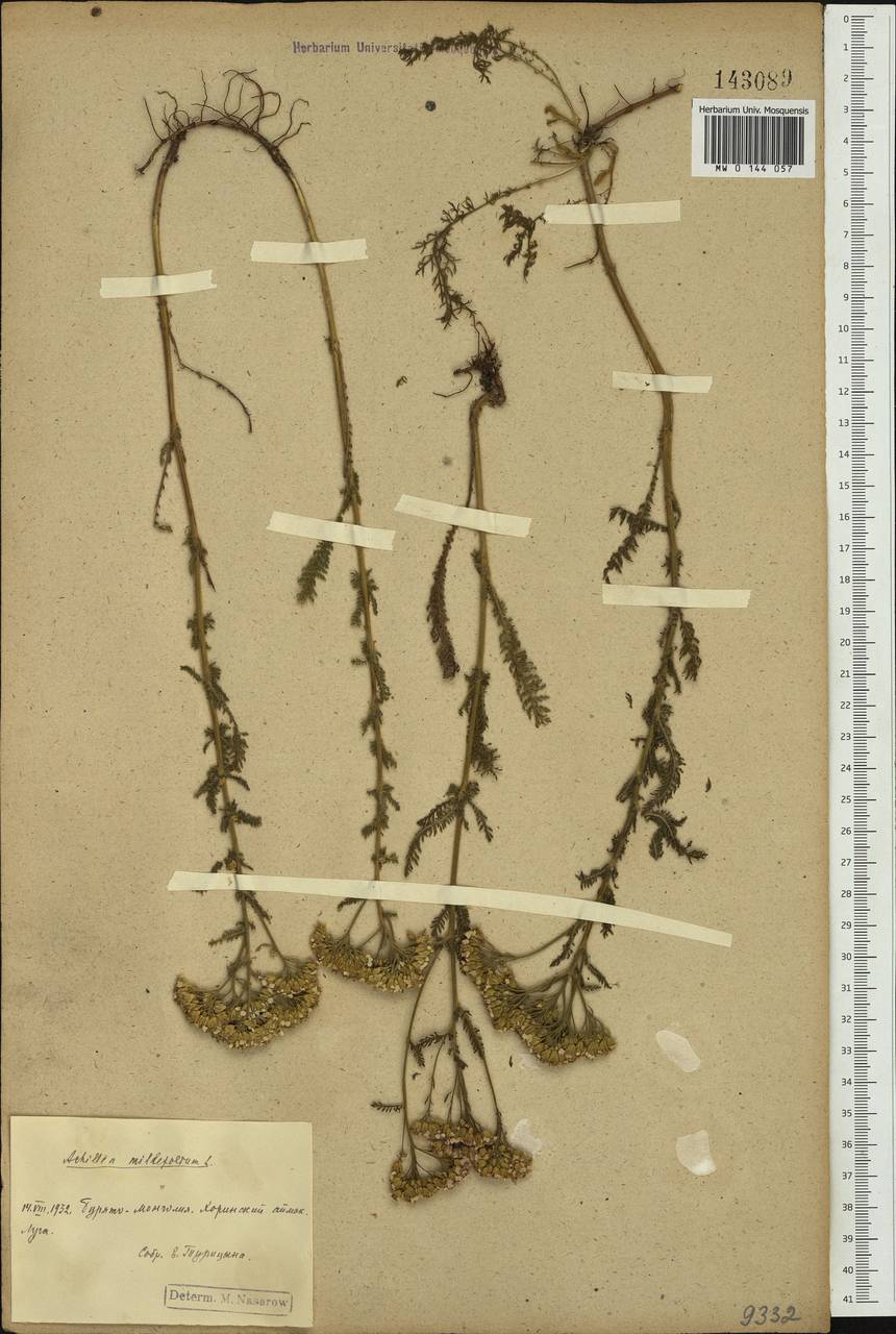 Achillea setacea Waldst. & Kit., Siberia, Baikal & Transbaikal region (S4) (Russia)