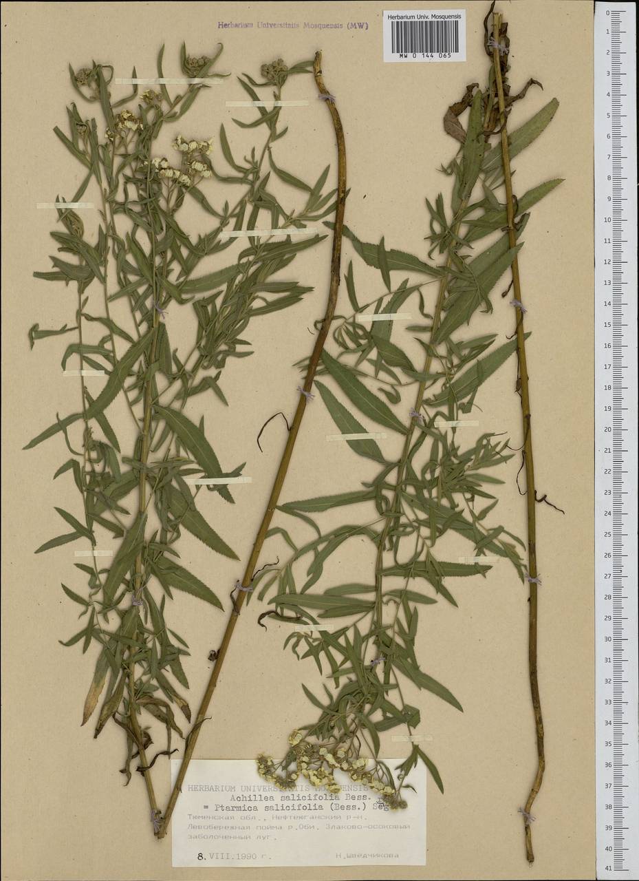 Achillea salicifolia subsp. salicifolia, Siberia, Western Siberia (S1) (Russia)