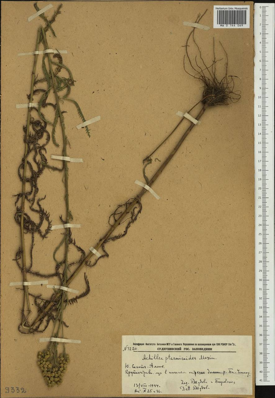 Achillea ptarmicoides Maxim., Siberia, Russian Far East (S6) (Russia)