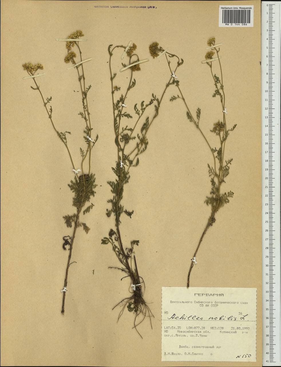 Achillea nobilis L., Siberia, Western Siberia (S1) (Russia)