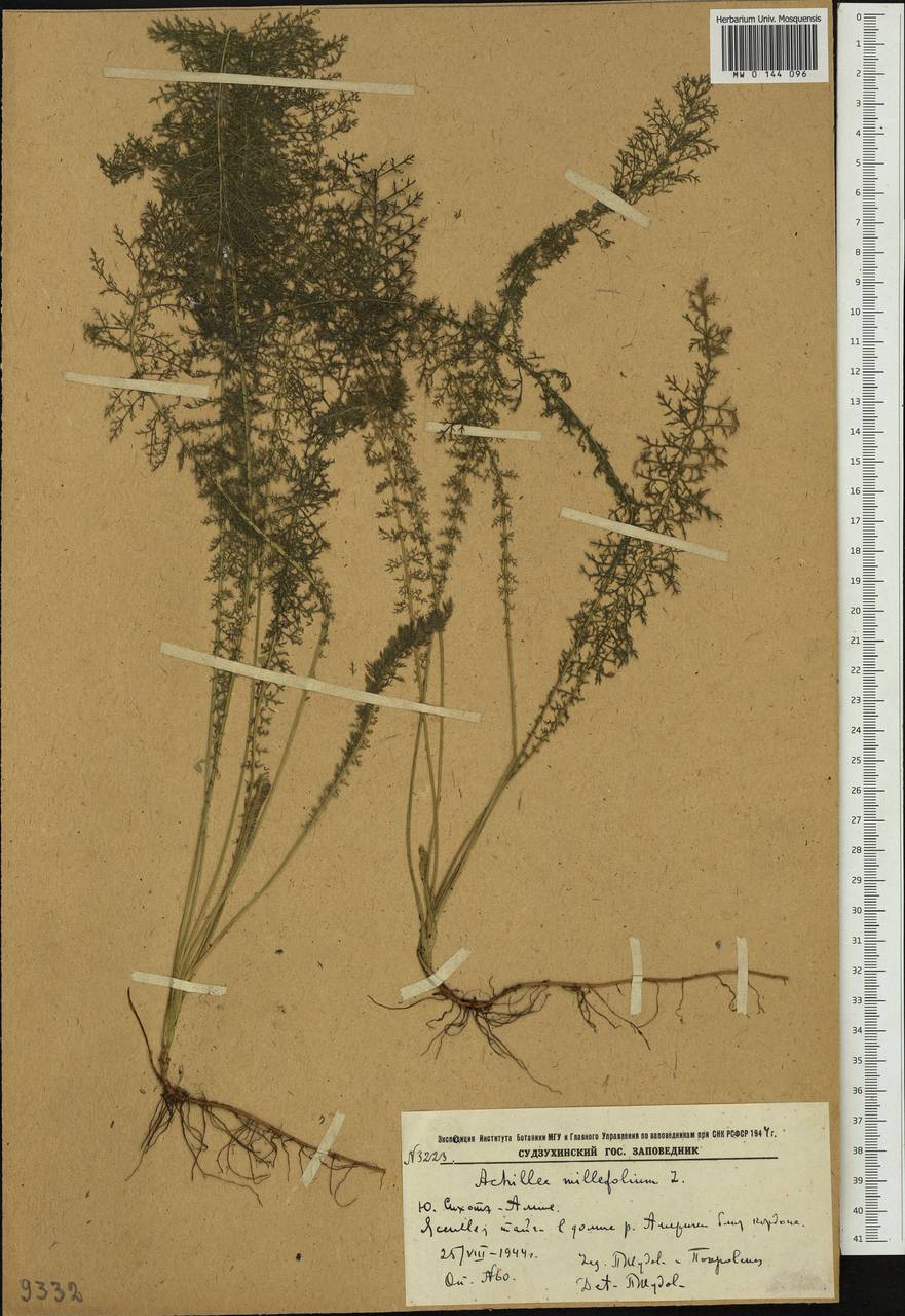 Achillea millefolium L., Siberia, Russian Far East (S6) (Russia)