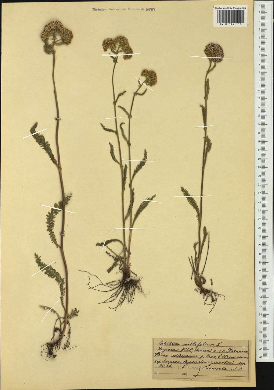 Achillea millefolium L., Siberia, Yakutia (S5) (Russia)