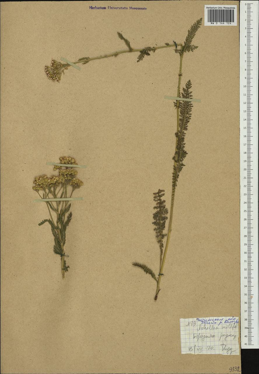 Achillea millefolium L., Siberia, Baikal & Transbaikal region (S4) (Russia)