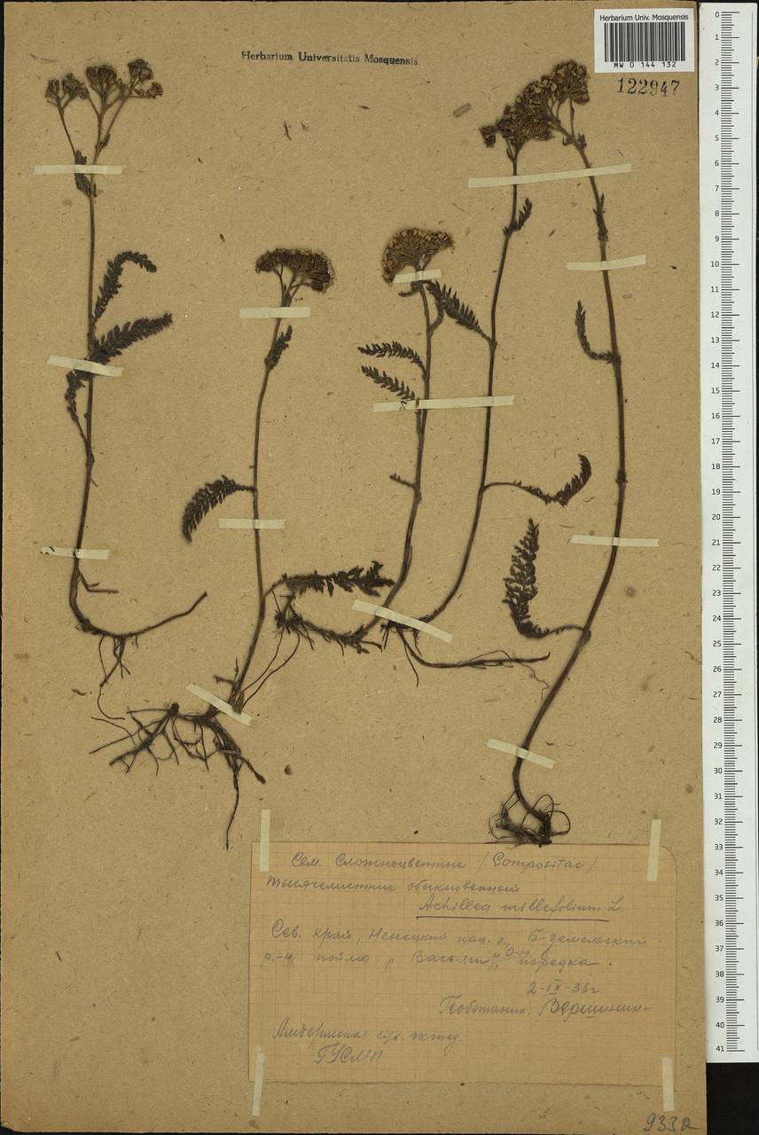 Achillea millefolium L., Eastern Europe, Northern region (E1) (Russia)