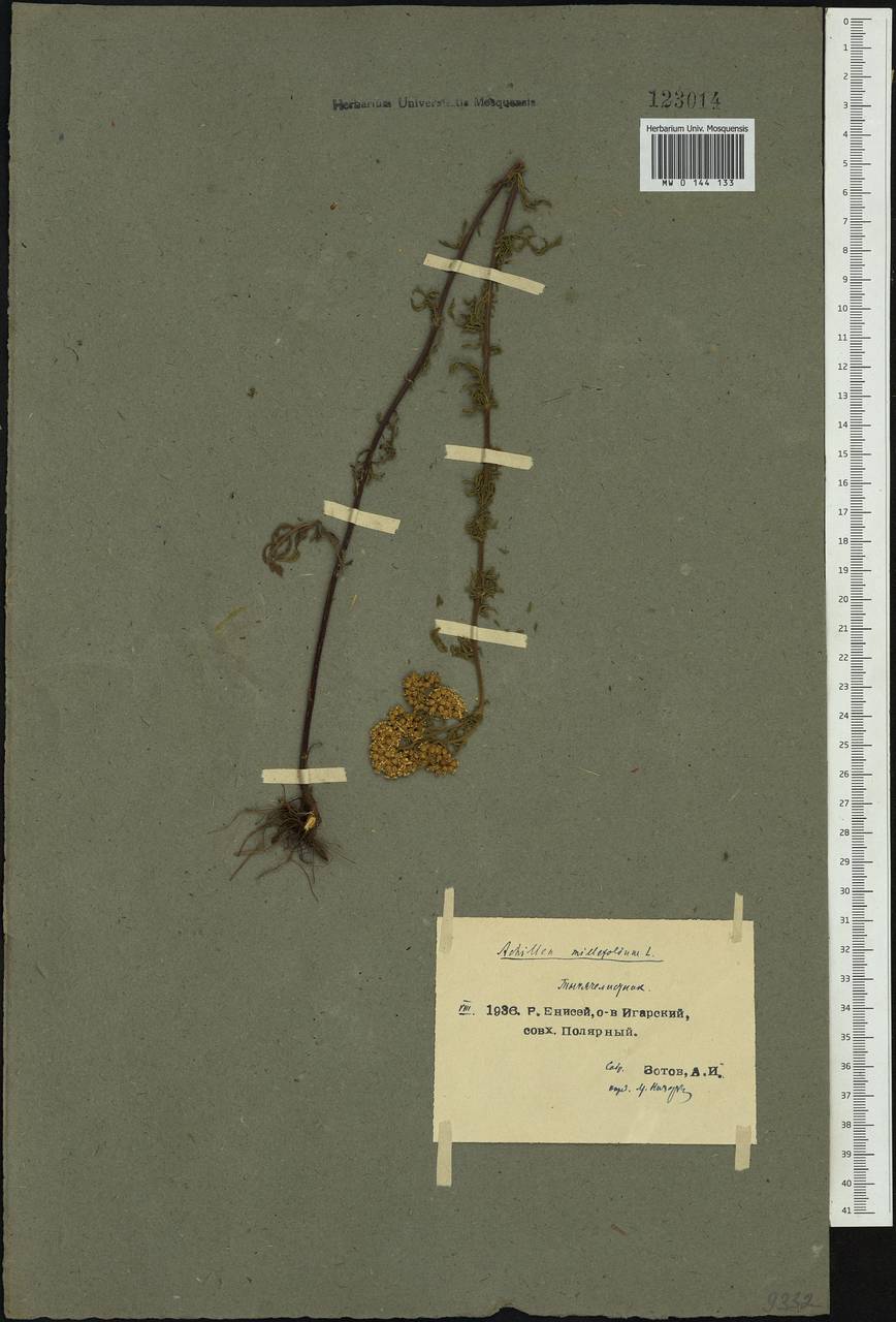 Achillea millefolium L., Siberia, Central Siberia (S3) (Russia)