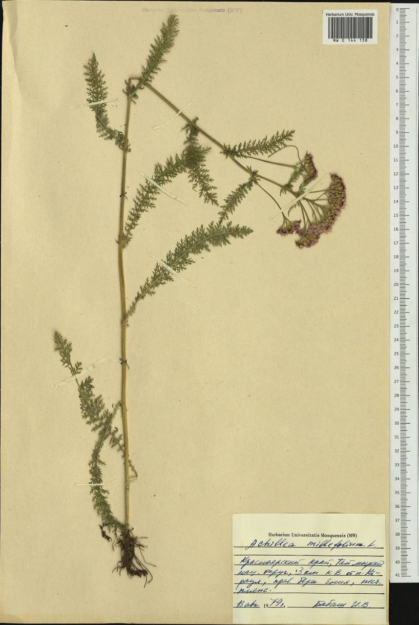 Achillea millefolium L., Siberia, Central Siberia (S3) (Russia)
