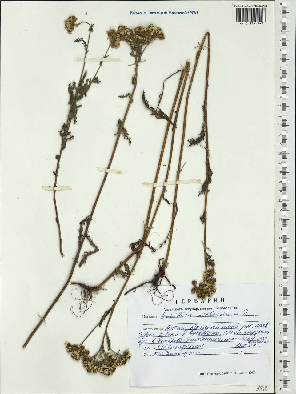 Achillea millefolium L., Siberia, Altai & Sayany Mountains (S2) (Russia)